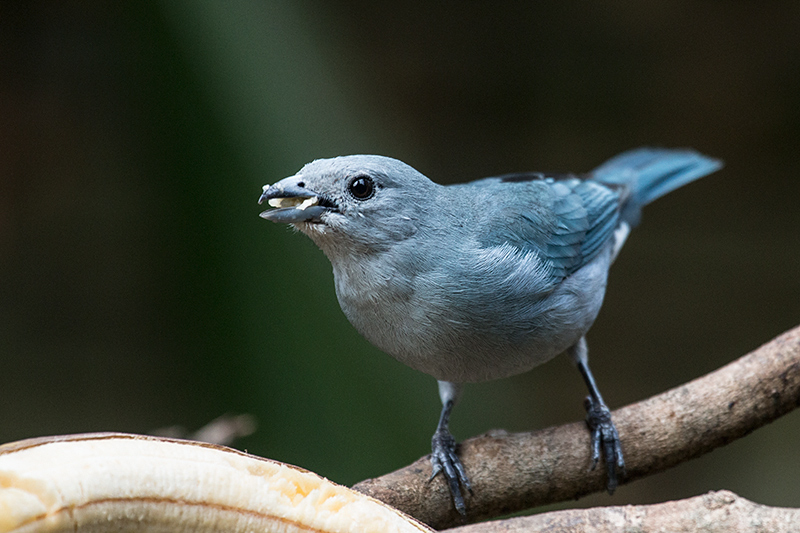 Sayaca Tanager, Jardin de los Picaflores, Puerto Iguazú, Argentina