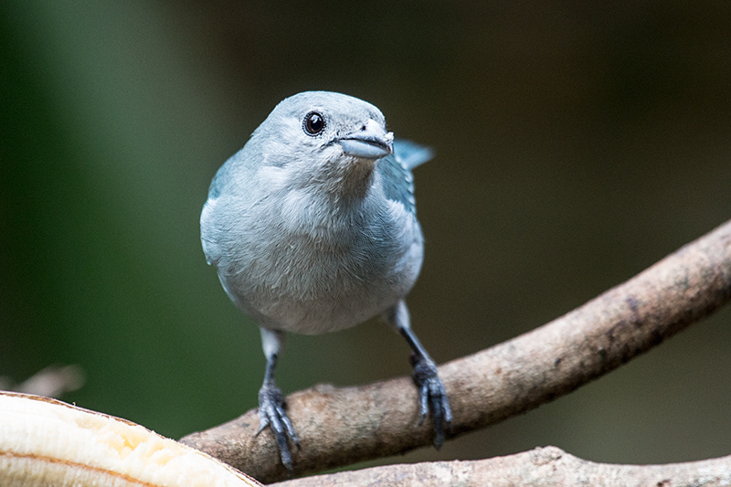 Sayaca Tanager, Jardin de los Picaflores, Puerto Iguazú, Argentina