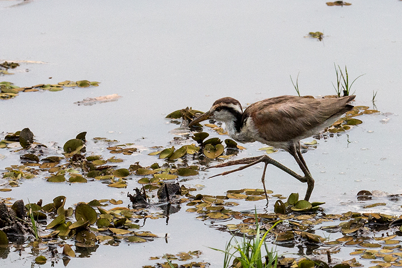 Immature Wattled Jacana, Hotel Pantanal Norte, Porto Jofre, Brazil