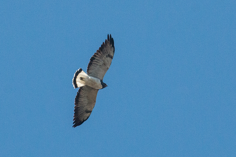 White-tailed Hawk, Agulhas Negras Road, Parque Nacional do Itatiaia, Brazil