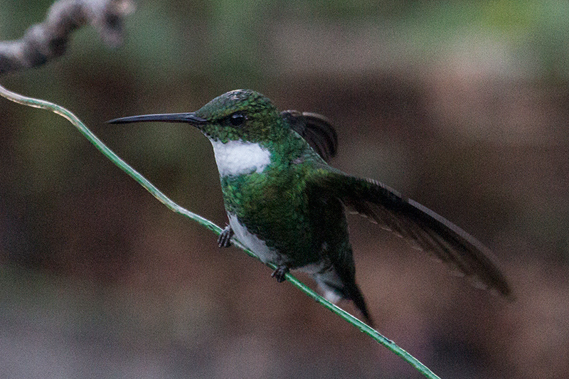White-throated Hummingbird, Hotel do Ype, Parque Nacional do Itatiaia, Brazil