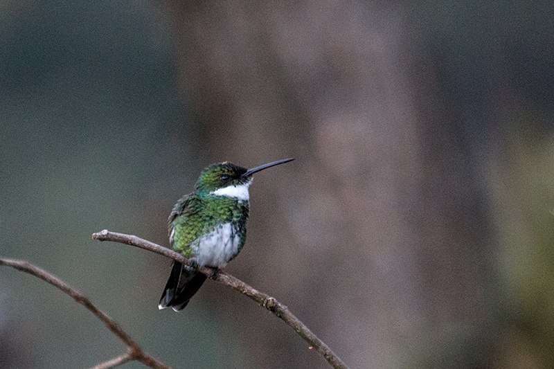 White-throated Hummingbird, Hotel do Ype, Parque Nacional do Itatiaia, Brazil