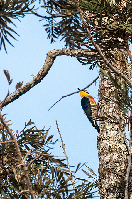 Yellow-fronted Woodpecker, Iguaz� National Park, Argentina