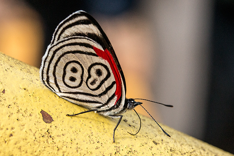 Anna's 88 Butterfly, Parque Nacional do Iguaçu, Brazil