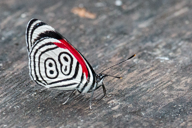 Anna's 88 Butterfly, Parque Provincial Urugua-í, Argentina