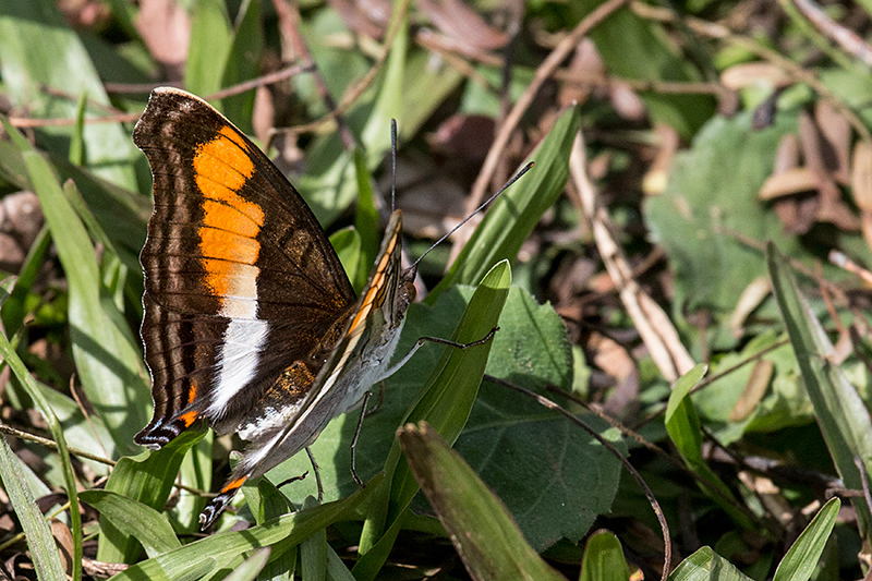 Brazilian Butterfly, Parque Nacional do Iguaçu, Brazil