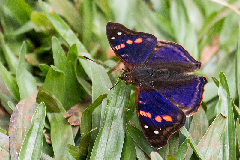 Brazilian Butterfly, Parque Nacional do Igua�u, Brazil
