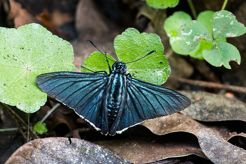 Argentine Butterflies, Iguaz� National Park, Argentina