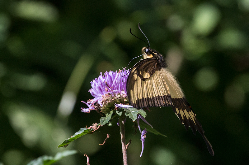 Argentine Butterflies, Iguaz� National Park, Argentina