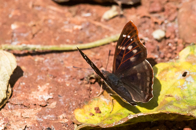 Argentine Butterflies, Iguaz� National Park, Argentina