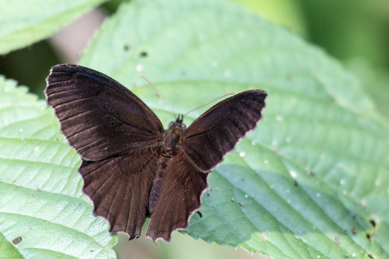 Argentine Butterflies, Iguaz� National Park, Argentina
