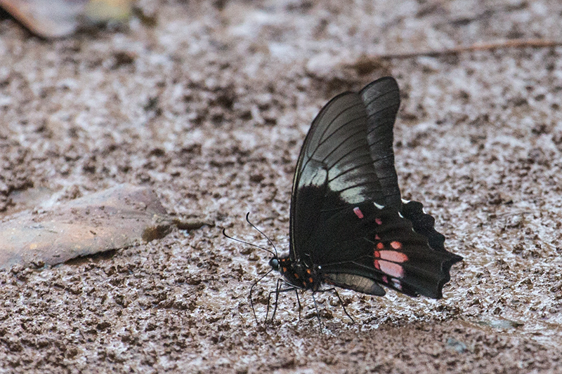 Argentine Butterflies, Iguaz� National Park, Argentina