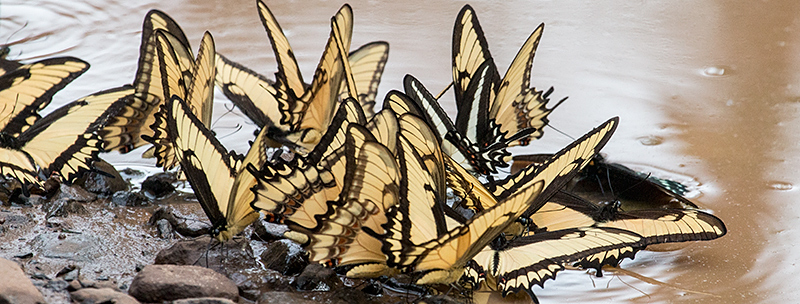Argentine Butterflies, Iguazú National Park, Argentina
