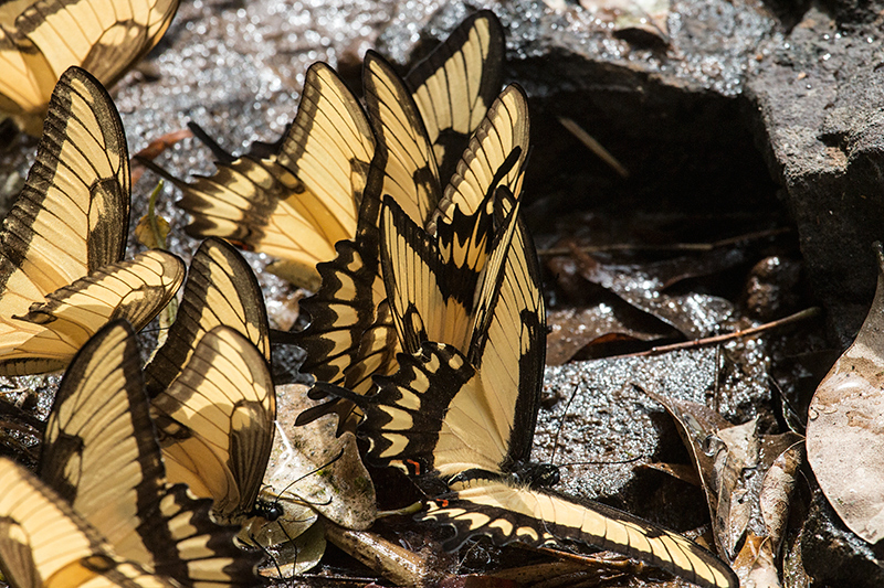 Argentine Butterflies, Parque Provincial Urugua-í, Argentina