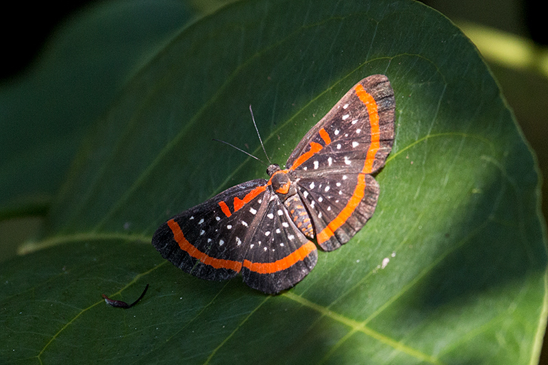 Brazilian Butterfly, Pousada Jardim da Amazonia, Brazil