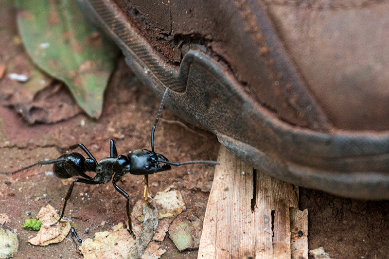 Bullet Ant, Iguaz� National Park, Argentina