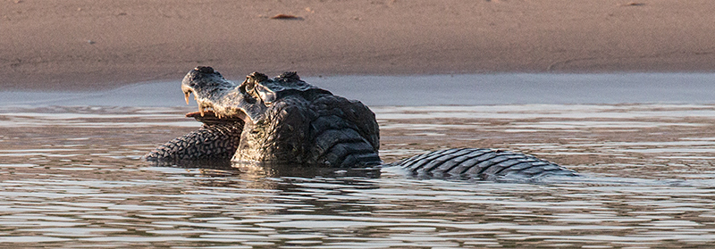 Spectacled Caiman (Common Caiman), Cuiab� River, Porto Jofre, Brazil 