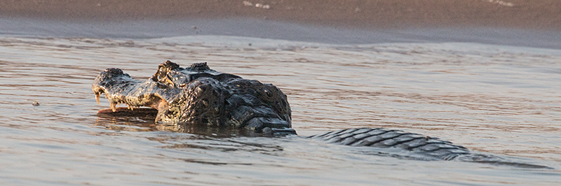 Spectacled Caiman (Common Caiman), Cuiab� River, Porto Jofre, Brazil 