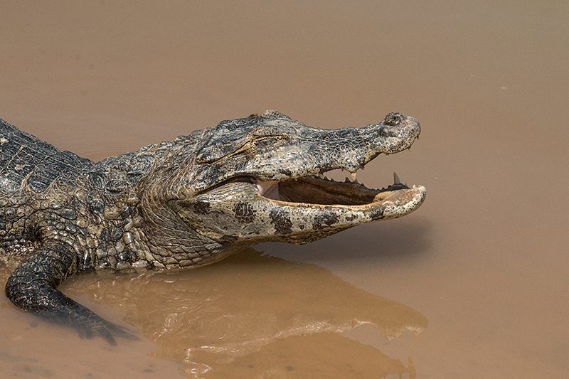 Spectacled Caiman (Common Caiman), Cuiab� River, Porto Jofre, Brazil 
