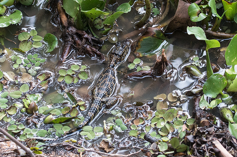 Immature Spectacled Caiman, Pixiam River, Brazil