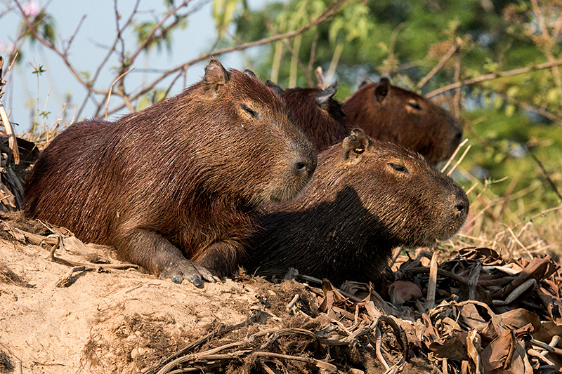 Capybara, Cuiab� River, Porto Jofre, Brazil 