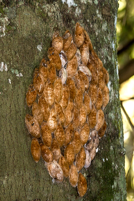 Cocoons, Parque Provincial Urugua-í, Argentina