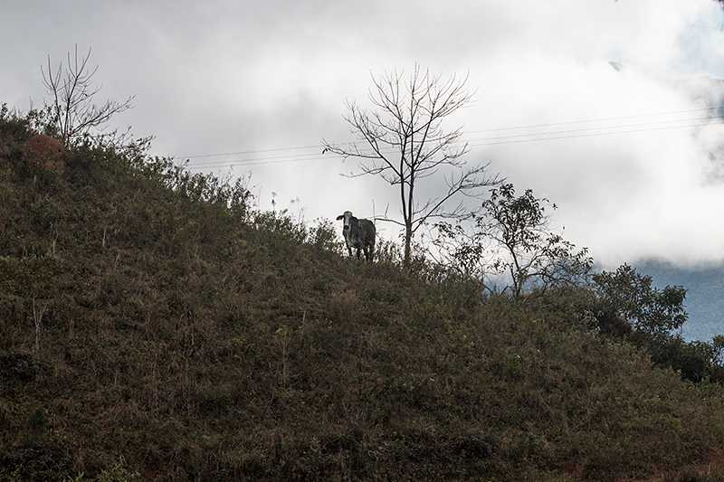 Farm Scene, en route São Gotardo to Ubatuba, Brazil