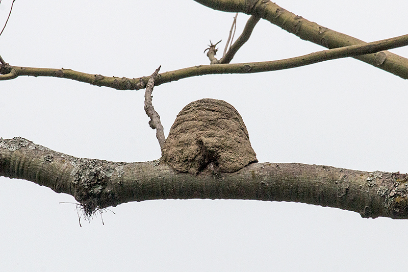 Rufous Hornero Nest, en route S�o Gotardo to Ubatuba, Brazil
