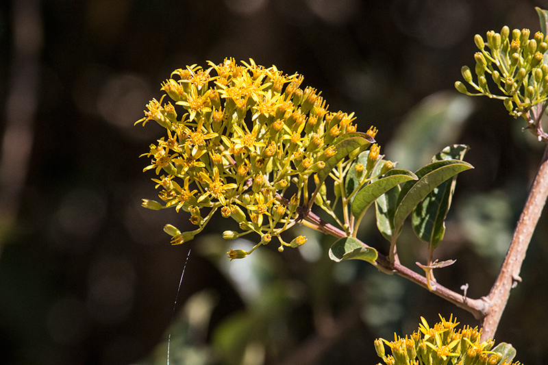 Yellow Flowers, Agulhas Negras Road, Parque Nacional do Itatiaia, Brazil