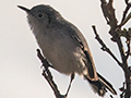 Cuban Gnatcatcher - A Cuban Endemic, Cayo Pared�n Grande, Cuba