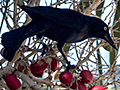 Greater Antillean Grackle, La Boca de Guam�, Zapata Peninsula, Cuba
