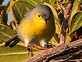 Oriente Warbler, A Cuban Endemic, Cayo Pared�n Grande, Cuba