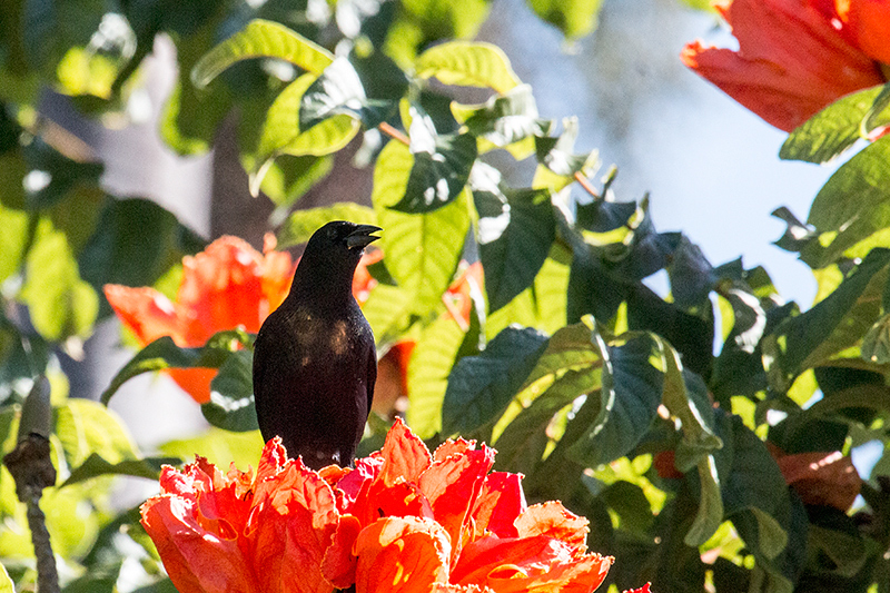 Cuban Blackbird, A Cuban Endemic, La Boca de Guamá, Zapata Peninsula, Cuba