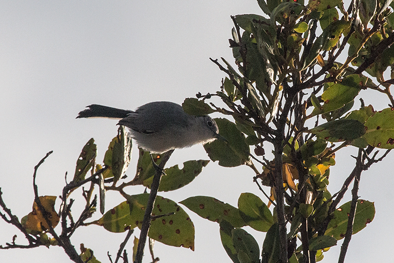 Cuban Gnatcatcher, A Cuban Endemic, Cayo Pared�n Grande, Cuba