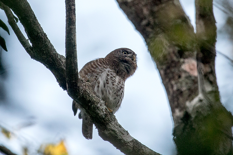 Cuban Pygmy-Owl � A Cuban Endemic, Guanahacabibes Peninsula, Cuba
