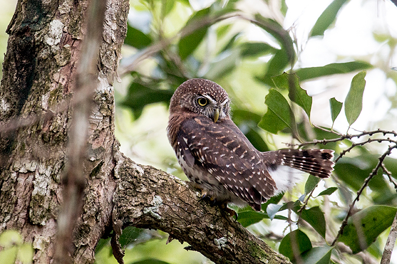 Cuban Pygmy-Owl — A Cuban Endemic, Guanahacabibes Peninsula, Cuba