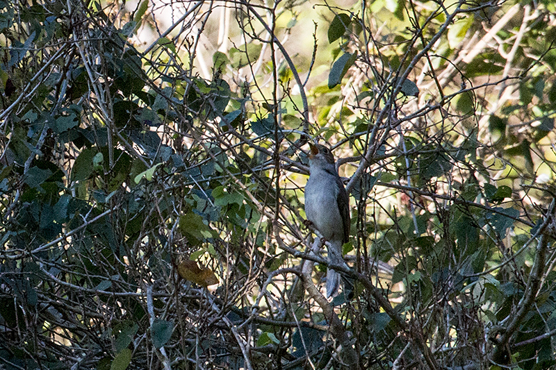 Cuban Solitaire - A Cuban Endemic - La Cueva de los Portales, La G�ira National Park, Cuba