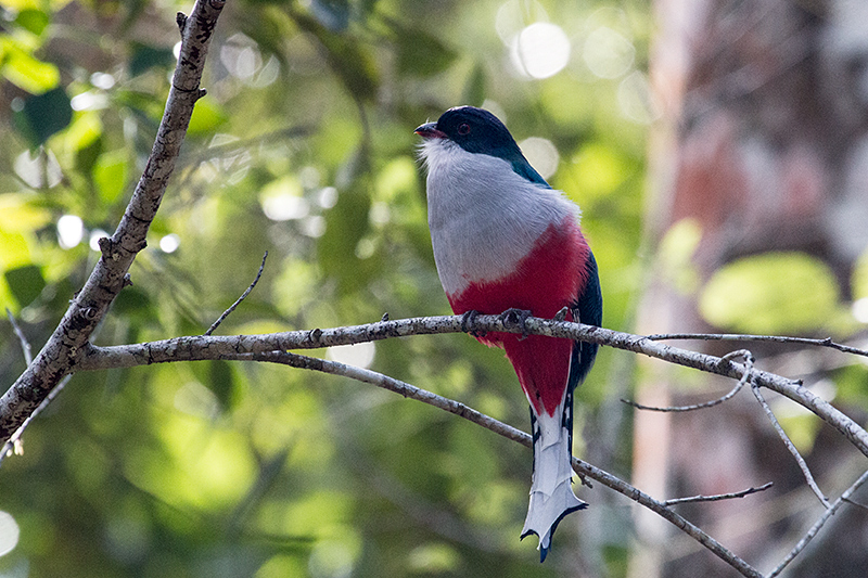 Cuban Trogon, A Cuban Endemic: Cuba's National Bird, La Güira National Park, Cuba