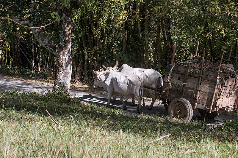 Oxcart, Hacienda Cortina, La Güira Park, Cuba