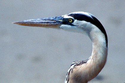Great Blue Heron, Captiva Island, Florida