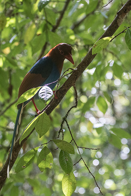 Sri Lanka Blue-Magpie, A Sri Lankan Endemic, Sinharaja Forest Reserve Entrance, Sri Lanka