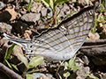 Butterfly, Chiriqu� Grande, Bocas del Toro, Panama