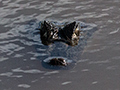 Spectacled Caiman (Common Caiman), Chiriqu� Grande, Bocas del Toro, Panama