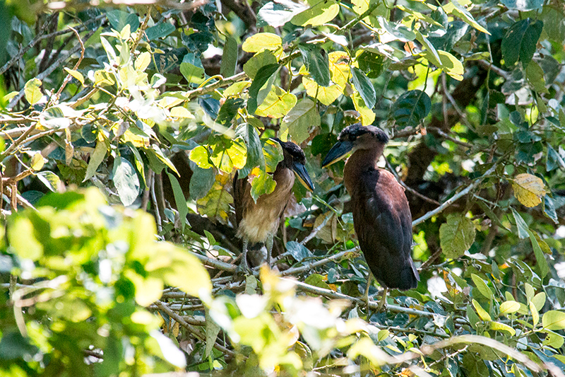Boat-billed Heron, Chiriqu� Grande, Bocas del Toro, Panama