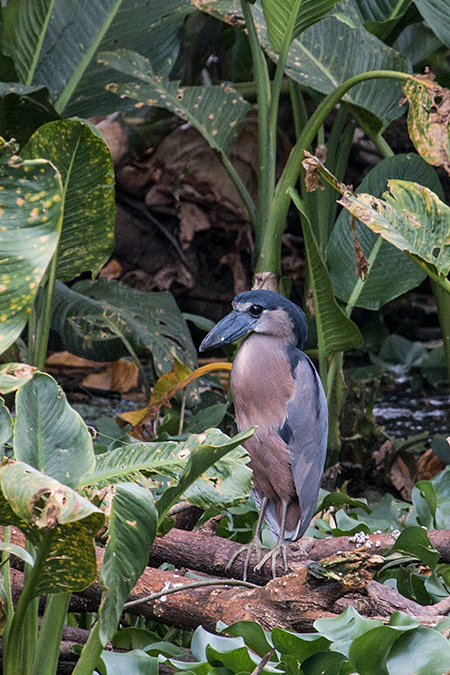 Boat-billed Heron, Chiriqu� Grande, Bocas del Toro, Panama