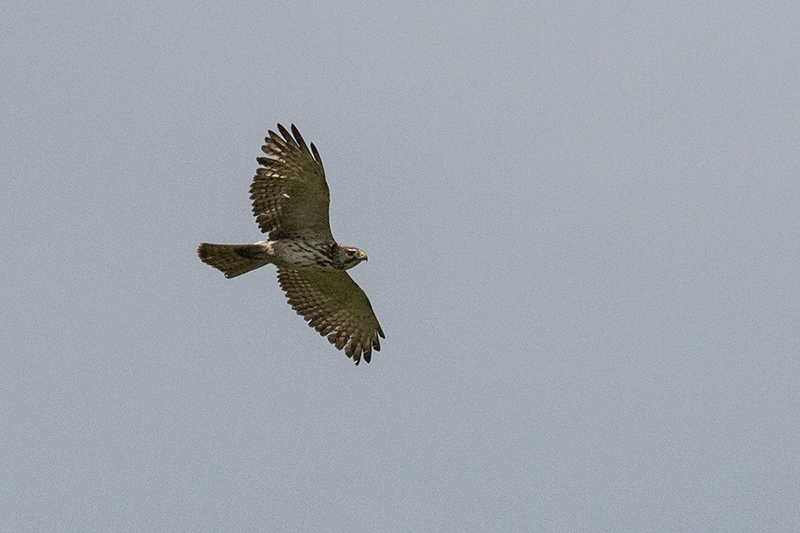 Broad-winged Hawk, Punta Robalo, Chiriqu� Grande, Bocas del Toro, Panama