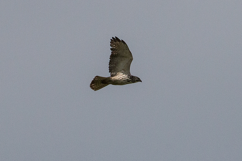 Broad-winged Hawk, Punta Robalo, Chiriqu� Grande, Bocas del Toro, Panama
