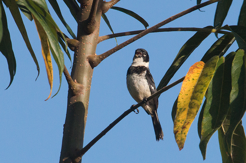 Morelet's Seedeater, Chiriqu� Grande, Bocas del Toro, Panama