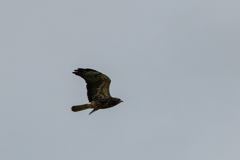 Swainson's Hawk, Punta Robalo, Chiriqu� Grande, Bocas del Toro, Panama