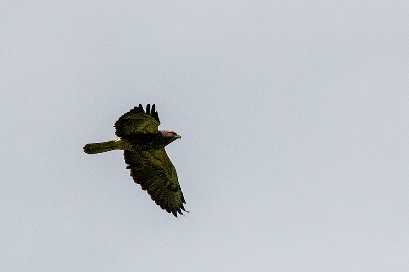 Swainson's Hawk, Punta Robalo, Chiriqu� Grande, Bocas del Toro, Panama